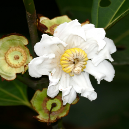 Price: €6 - Apfelsamen (Bellucia grossularioides) -