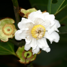 Price: €6 - Apfelsamen (Bellucia grossularioides) - 