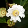 Semillas de Manzana Mess (Bellucia grossularioides)