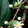 Price: €6 - Σπόροι Coronillo (Bellucia pentamera) - 
