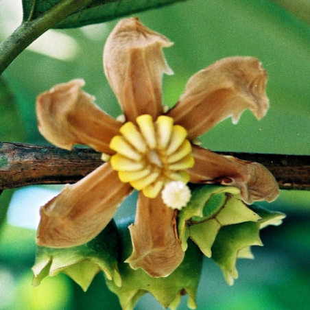 Price: €6 - Σπόροι Coronillo (Bellucia pentamera) -