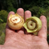 Price: €6 - Σπόροι Coronillo (Bellucia pentamera) - 