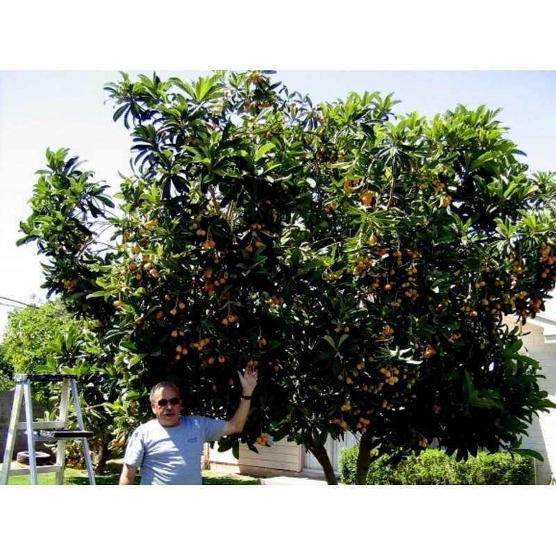 Semillas de Níspero Japonés - Nisperero Del Japón | 4,50 €