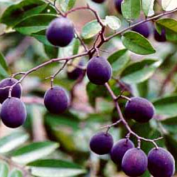 Price: €6.5 - Σπόροι Sherbet Tree (Dialium schlechteri) - 
