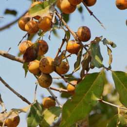 Heban Coromandel, Heban wschodnioindyjski (Diospyros melanoxylon) - 6.5