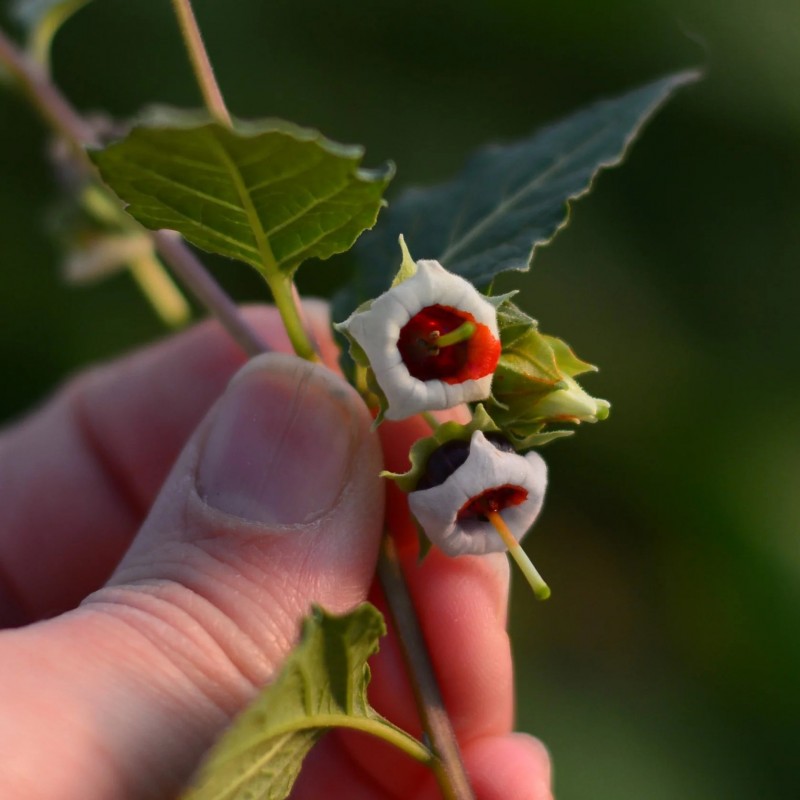 Price: €4.8 - Σπόροι Sogorome (Jaltomata ventricosa) - 
