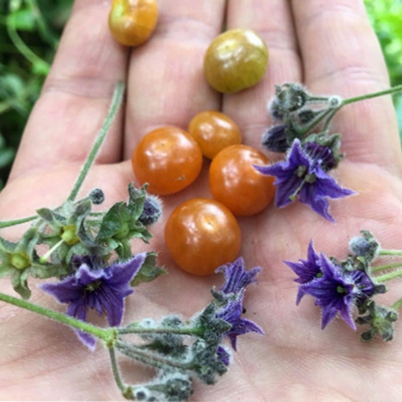 Price: €4.8 - Σπόροι Sogorome (Jaltomata ventricosa) - 
