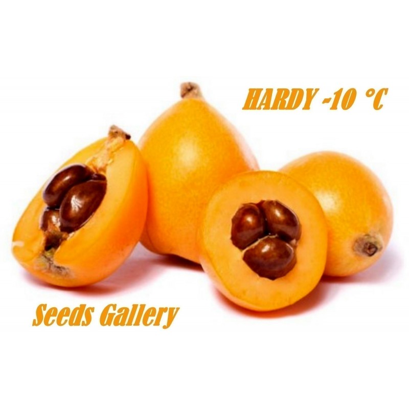 Graines Néflier du Japon ou Bibacier | 4,50 €