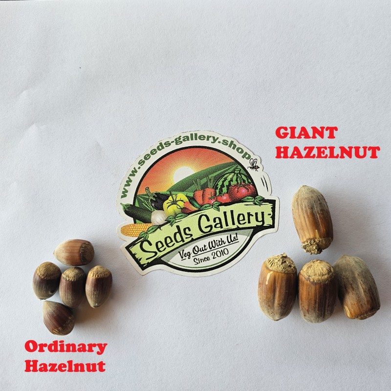 Noisette Géante - Graines (Corylus avellana)