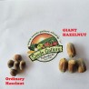 Price: €7.8 - Alun uriaș - Semințe (Corylus avellana) - 