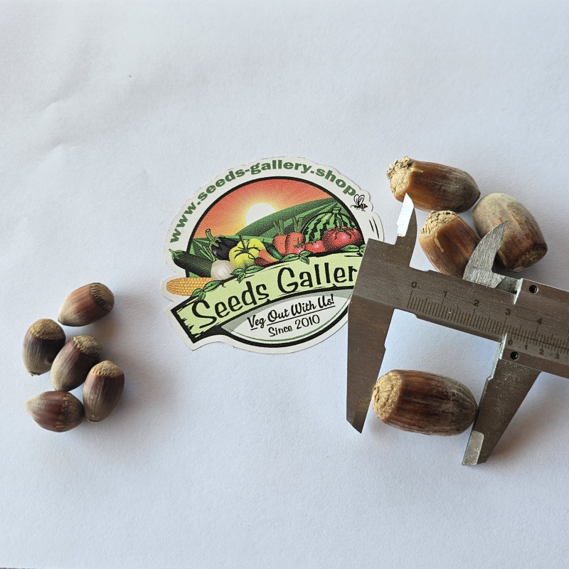 Jättehasselnöt - frön (Corylus avellana)