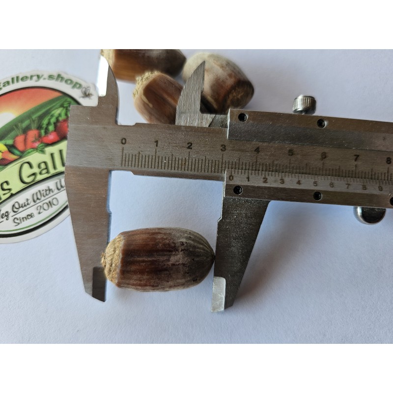 Price: €7.8 - Alun uriaș - Semințe (Corylus avellana) - 