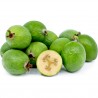Price: €1.9 - Sementes de Feijoa, Goiaba-serrana (Acca sellowiana) - 