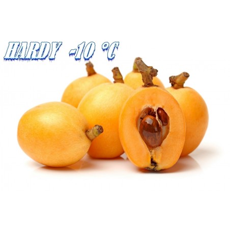 Graines Néflier du Japon ou Bibacier | 4,50 €