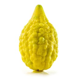 Nasiona cytryn Etrog - 6.3