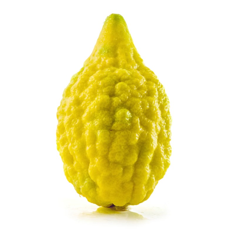 Sementes de Sidra Etrog