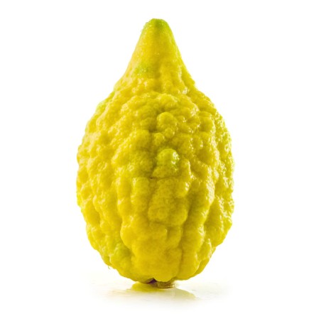 Sementes de Sidra Etrog
