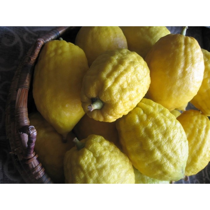 Nasiona cytryn Etrog - 6.3