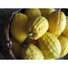 Price: €7 - Graines de cédrat Etrog - 