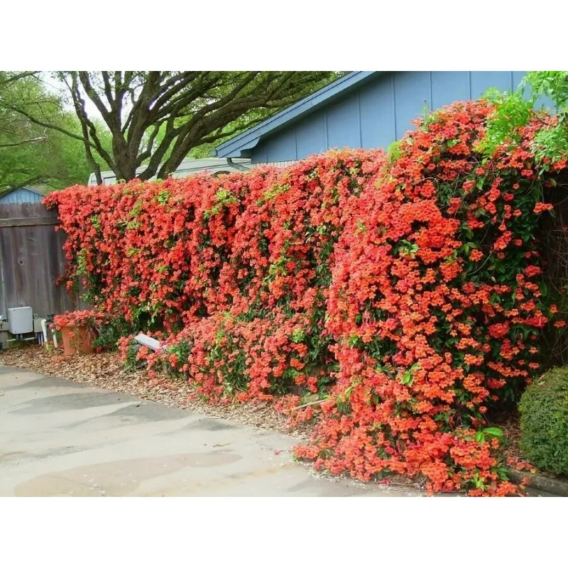 Cvet Tekoma Seme (Campsis radicans)