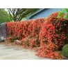 Semillas Enredadera de Trompeta Fuerte (Campsis radicans)
