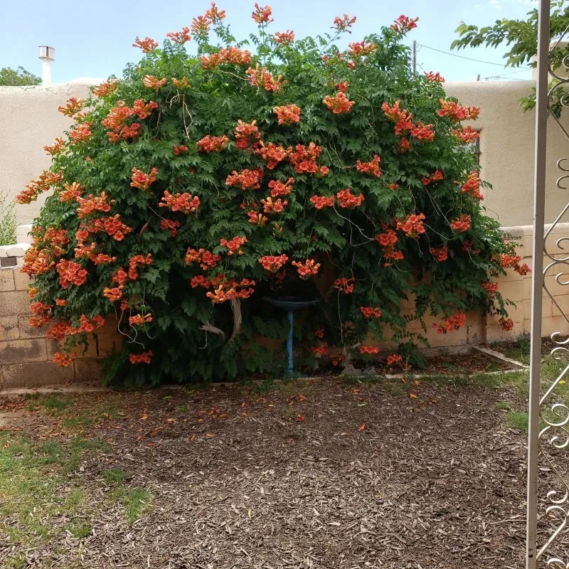Semillas Enredadera de Trompeta Fuerte (Campsis radicans)