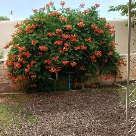 Graines de Trompette de Virginie (Campsis radicans)