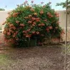 Graines de Trompette de Virginie (Campsis radicans)