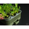 Self-Watering Seed Starter Kit with Modular Growing Set | β¬40.00