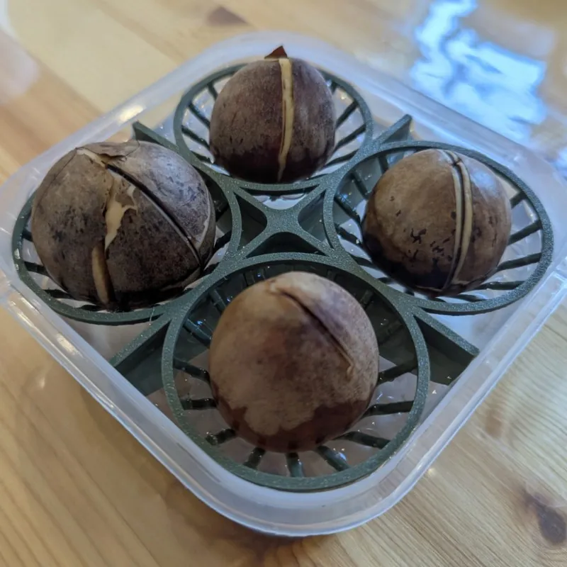 Avocado Seed Germination Bowl