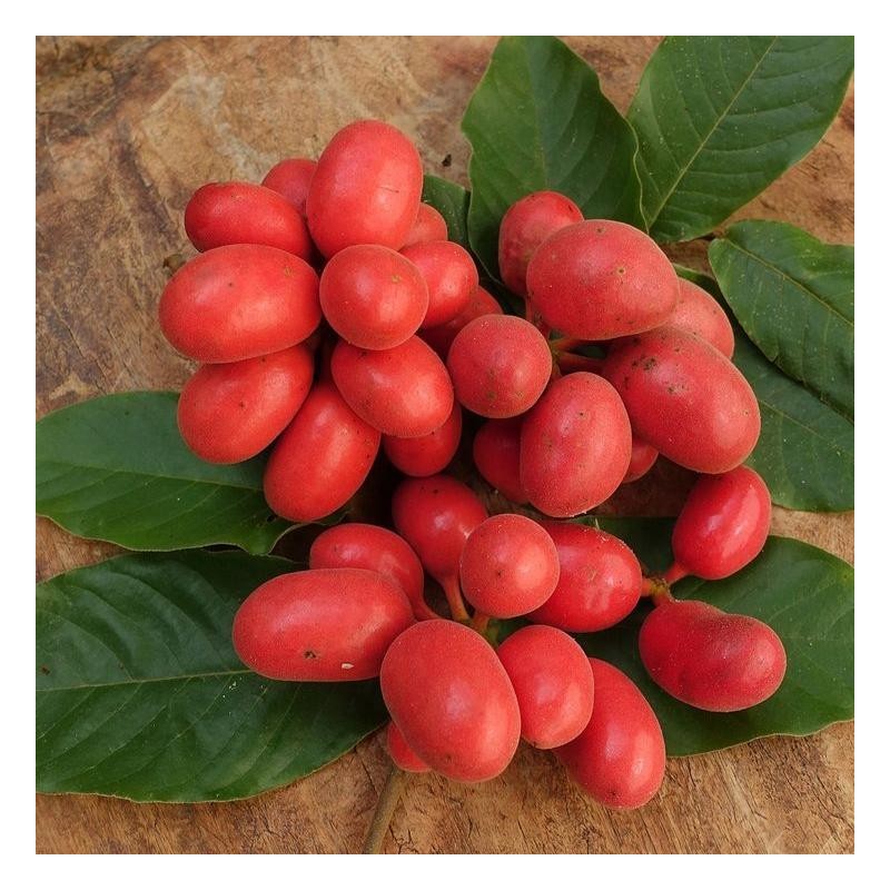 Östliche Uvaria-Samen (Uvaria hamiltonii)