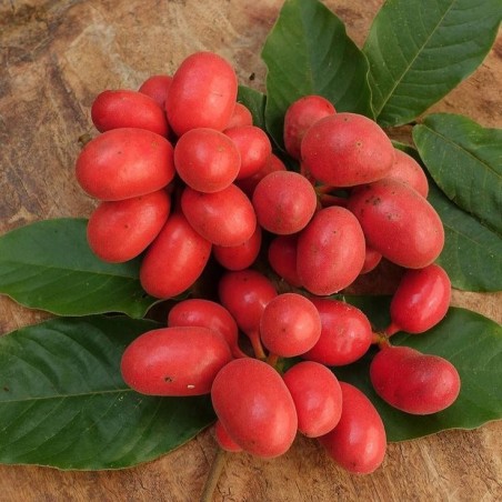 Östliche Uvaria-Samen (Uvaria hamiltonii)