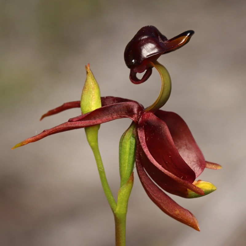 Sementes de Orquídea PATO-VOADOR (Caleana Major)