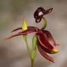 Sementes de Orquídea PATO-VOADOR (Caleana Major)