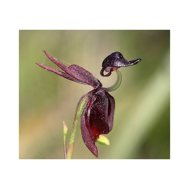 Sementes de Orquídea PATO-VOADOR (Caleana Major)
