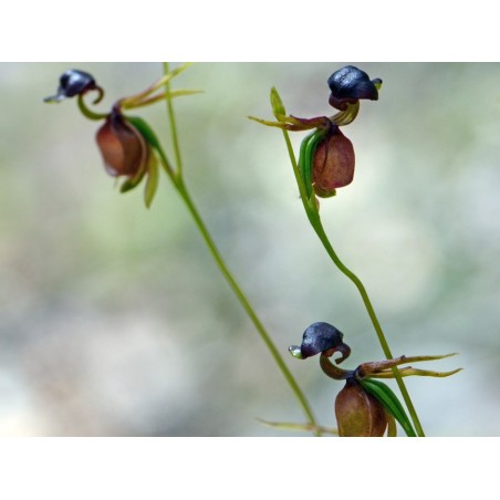 Sementes de Orquídea PATO-VOADOR (Caleana Major)