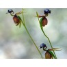 Sementes de Orquídea PATO-VOADOR (Caleana Major)