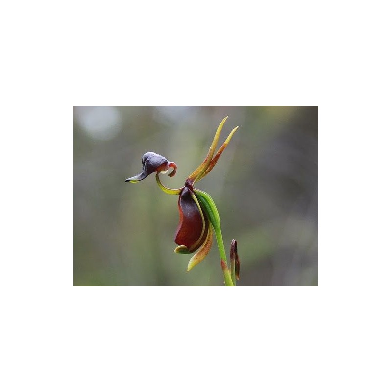 Sementes de Orquídea PATO-VOADOR (Caleana Major)