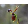 Sementes de Orquídea PATO-VOADOR (Caleana Major)