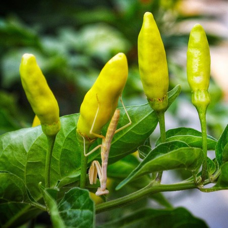 Graines de Piments Tabasco jaune