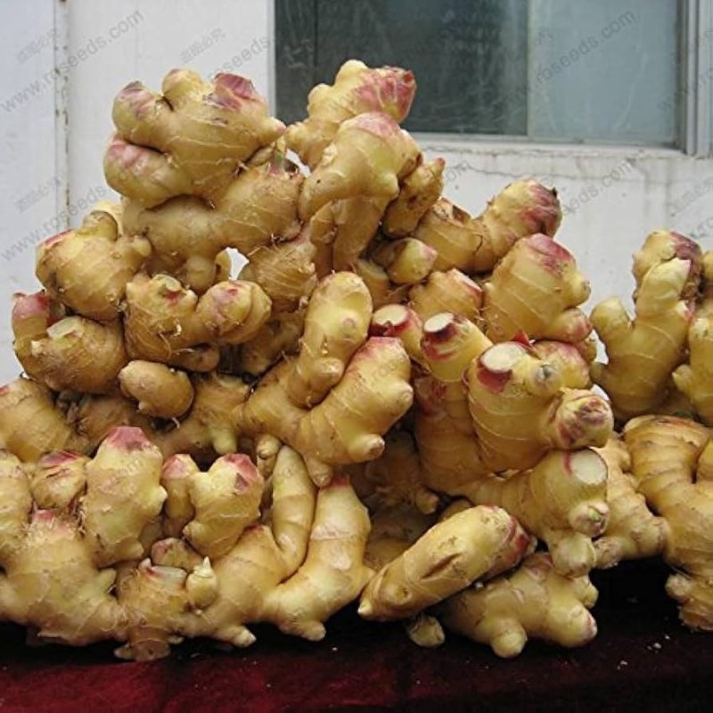 Ingwersamen (Zingiber officinale)