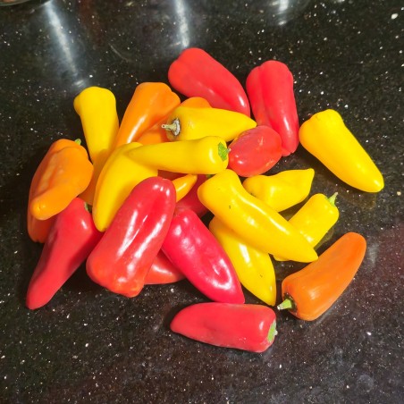 Joker Mini Zoete Paprika Zaden