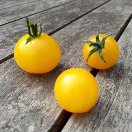 Nasiona pomidora Campari żółtego - 1.8