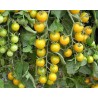 Yellow Campari tomato seeds | €2.00