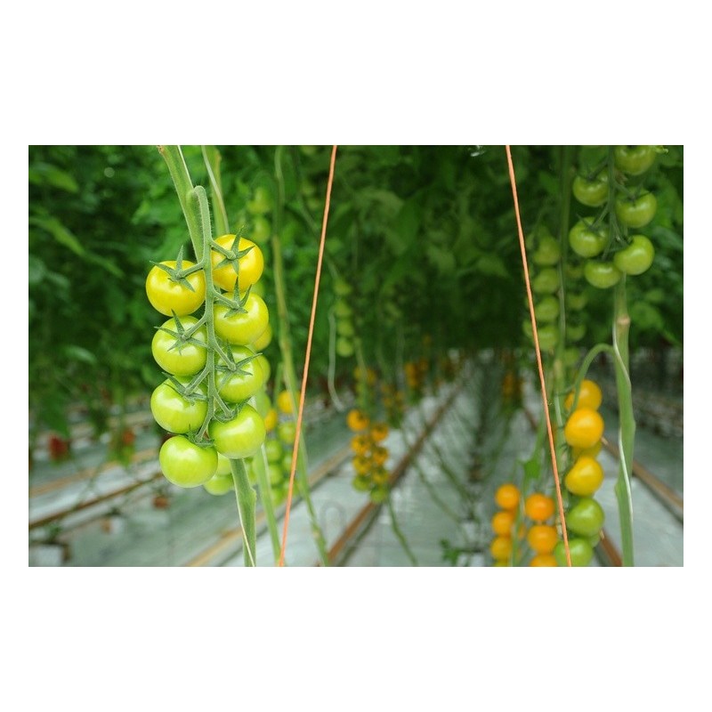 Yellow Campari tomato seeds | €2.00
