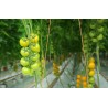 Yellow Campari tomato seeds | €2.00