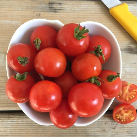 🍅 Harmony Bio Kirschtomaten Samen
