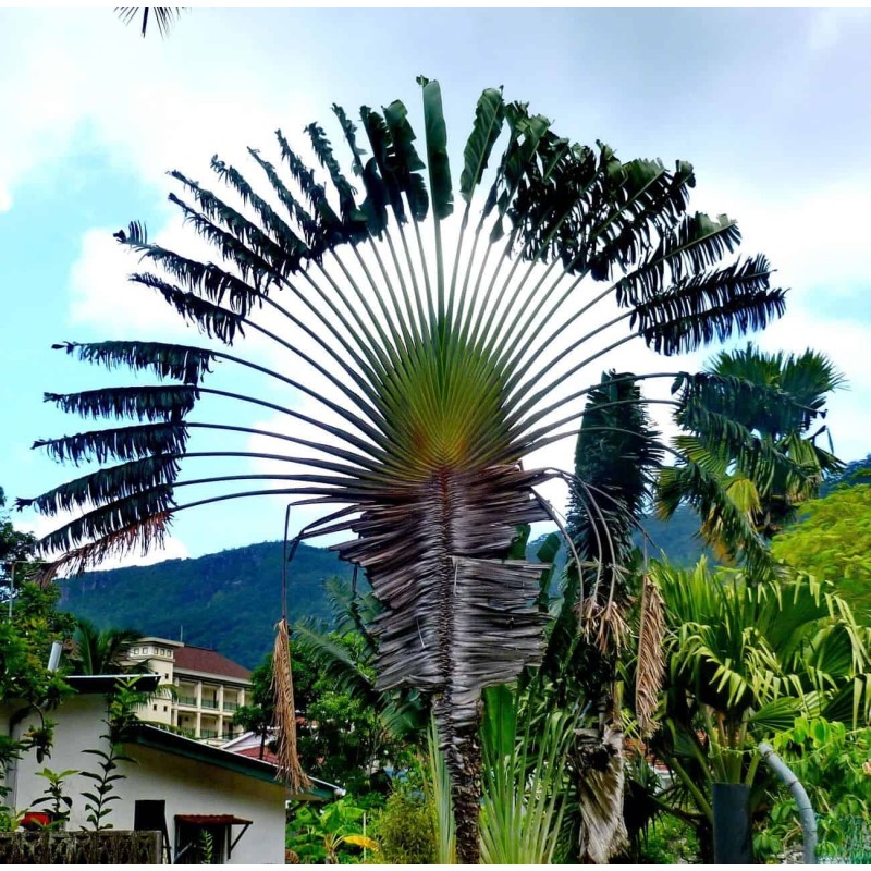 Sementes de palmeira-dos-viajantes (Ravenala Madagascariensis)