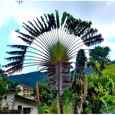 Sementes de palmeira-dos-viajantes (Ravenala Madagascariensis)