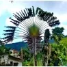 Samen der Reisenden Palme (Ravenala Madagascariensis)